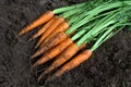 New harvest fresh organic carrots on soil Royalty Free Stock Photo