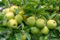 New harvest of healthy fruits, ripe sweet green apples growing on apple tree Royalty Free Stock Photo