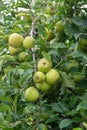 New harvest of healthy fruits, ripe sweet green apples growing on apple tree Royalty Free Stock Photo