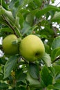 New harvest of healthy fruits, ripe sweet green apples growing on apple tree Royalty Free Stock Photo