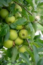 New harvest of healthy fruits, ripe sweet green apples growing on apple tree Royalty Free Stock Photo