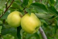 New harvest of healthy fruits, ripe sweet green apples growing on apple tree Royalty Free Stock Photo