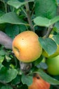 New harvest of healthy fruits, ripe sweet green apples growing on apple tree Royalty Free Stock Photo