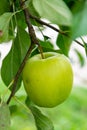 New harvest of healthy fruits, ripe sweet green apples growing on apple tree Royalty Free Stock Photo