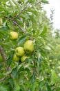 New harvest of healthy fruits, ripe sweet green apples growing on apple tree Royalty Free Stock Photo