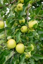 New harvest of healthy fruits, ripe sweet green apples growing on apple tree Royalty Free Stock Photo