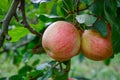 New harvest of healthy fruits, ripe sweet red apples growing on apple tree Royalty Free Stock Photo