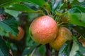 New harvest of healthy fruits, ripe sweet red apples growing on apple tree Royalty Free Stock Photo