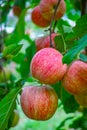 New harvest of healthy fruits, ripe sweet red apples growing on apple tree Royalty Free Stock Photo