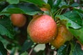 New harvest of healthy fruits, ripe sweet red apples growing on apple tree Royalty Free Stock Photo