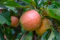 New harvest of healthy fruits, ripe sweet red apples growing on apple tree Royalty Free Stock Photo