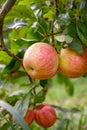 New harvest of healthy fruits, ripe sweet red apples growing on apple tree Royalty Free Stock Photo