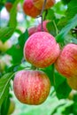 New harvest of healthy fruits, ripe sweet red apples growing on apple tree Royalty Free Stock Photo