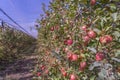 New harvest of healthy fruits, ripe sweet red apples growing on apple tree in the Provence Royalty Free Stock Photo