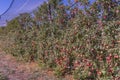 New harvest of healthy fruits, ripe sweet red apples growing on apple tree in the Provence Royalty Free Stock Photo