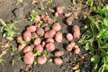 New harvest of potatoes. Organic vegetables