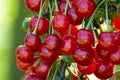 New harvest of Prunus cerasus sour cherry, tart cherry, or dwarf cherry in sunny garden Royalty Free Stock Photo