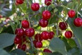 New harvest of Prunus cerasus sour cherry, tart cherry, or dwarf cherry in sunny garden