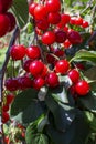 New harvest of Prunus cerasus sour cherry, tart cherry, or dwarf cherry in sunny garden Royalty Free Stock Photo