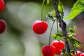 New harvest of Prunus cerasus sour cherry, tart cherry, or dwarf cherry in sunny garden Royalty Free Stock Photo