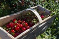 New harvest of Prunus cerasus sour cherry, tart cherry, or dwarf cherry in sunny garden Royalty Free Stock Photo