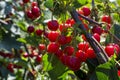 New harvest of Prunus cerasus sour cherry, tart cherry, or dwarf cherry in sunny garden Royalty Free Stock Photo