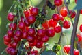 New harvest of Prunus cerasus sour cherry, tart cherry, or dwarf cherry in sunny garden Royalty Free Stock Photo