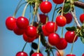 New harvest of Prunus cerasus sour cherry, tart cherry, or dwarf cherry in sunny garden Royalty Free Stock Photo