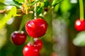 New harvest of red ripe sour kriek cherry Royalty Free Stock Photo