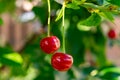 New harvest of red ripe sour kriek cherry Royalty Free Stock Photo