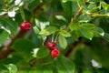 New harvest of red ripe sour kriek cherry Royalty Free Stock Photo