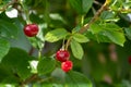 New harvest of red ripe sour kriek cherry Royalty Free Stock Photo
