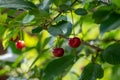 New harvest of red ripe sour kriek cherry Royalty Free Stock Photo