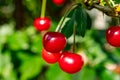 New harvest of red ripe sour kriek cherry Royalty Free Stock Photo