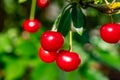 New harvest of red ripe sour kriek cherry Royalty Free Stock Photo