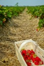 New harvest of sweet fresh outdoor red strawberry, growing outside in soil, ripe tasty strawberries in basket Royalty Free Stock Photo