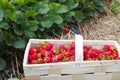 New harvest of sweet fresh outdoor red strawberry, growing outside in soil, ripe tasty strawberries in basket Royalty Free Stock Photo