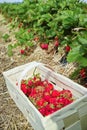 New harvest of sweet fresh outdoor red strawberry, growing outside in soil, ripe tasty strawberries in basket Royalty Free Stock Photo