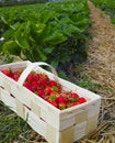 New harvest of sweet fresh outdoor red strawberry, growing outside in soil, ripe tasty strawberries in basket Royalty Free Stock Photo