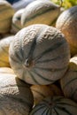 New harvest of sweet honey melons from Cavaillon, Provence, France Royalty Free Stock Photo