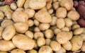 The new harvest white potatoe sold at city market Royalty Free Stock Photo