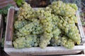 New harvest of white sweet chardonnay grapes on grand cru vineyards near Epernay, region Champagne, France