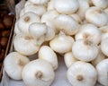 New harvest of white sweet italian cipolla onions vegetables on food market Royalty Free Stock Photo