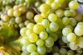 New harvest of white wine grape riesling Royalty Free Stock Photo