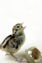 New Hatched Pheasant Chick Royalty Free Stock Photo