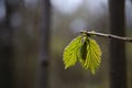 New hazel leaves closeup Royalty Free Stock Photo