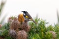 New Holland Honeyeater in Australia Royalty Free Stock Photo