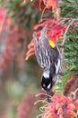 New Holland Honeyeater in Australia