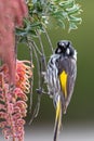 New Holland Honeyeater in Australia