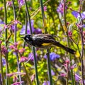 New Holland honeyeater bird and beautiful flowers